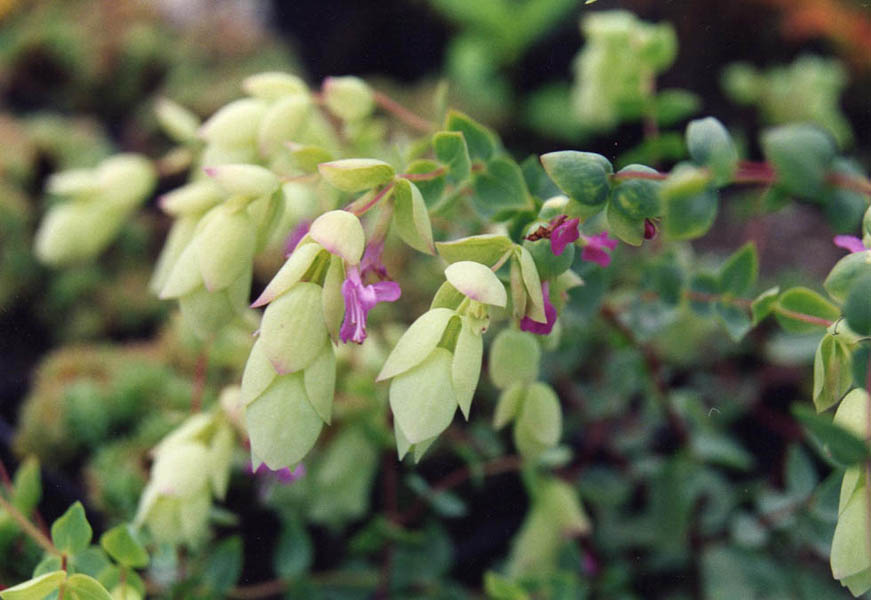 Origanum libanoticum en fleurs sur des pentes pierreuses ensoleillées du Liban